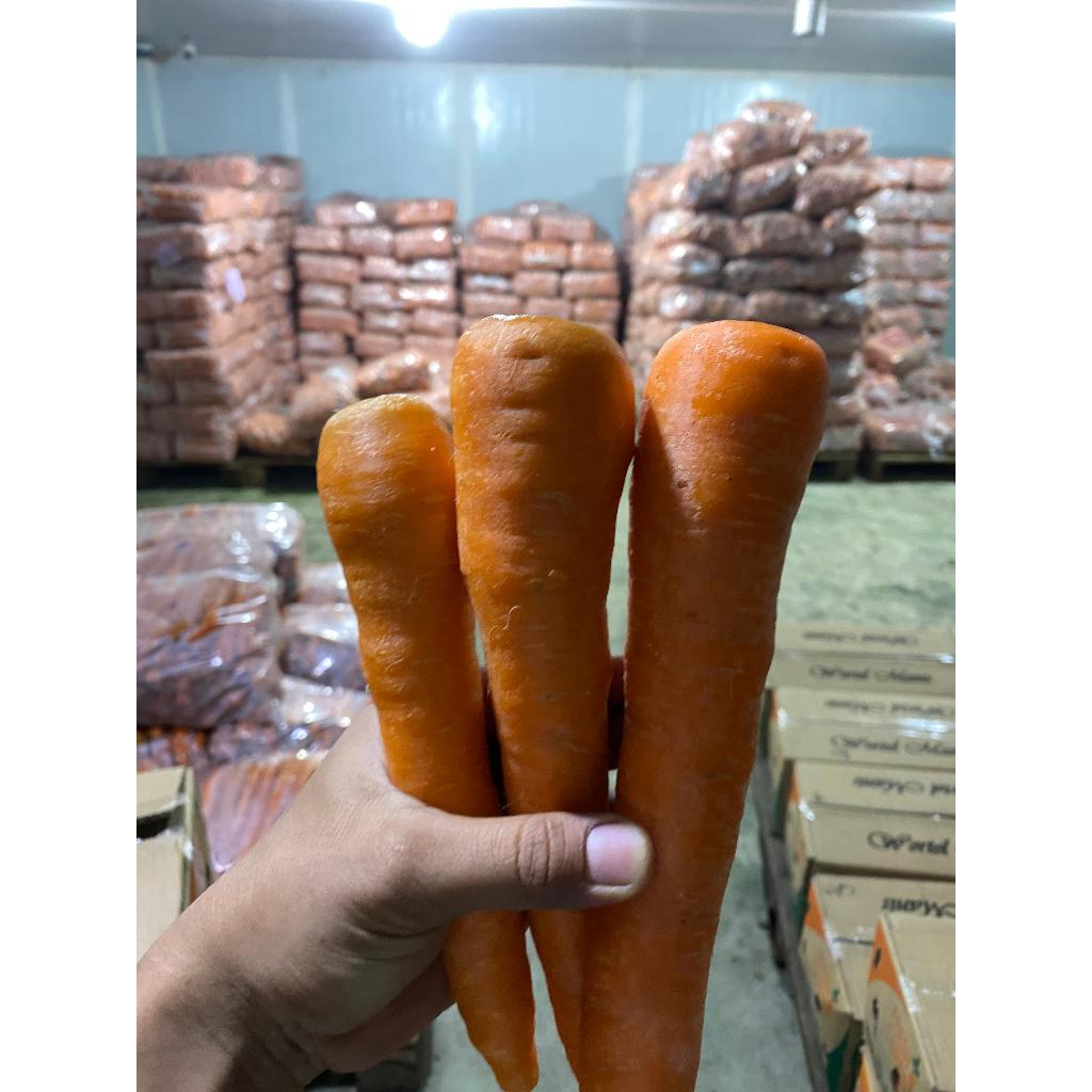 

Wortel Brastagi Ukuran M Per Ball (10 Kg)