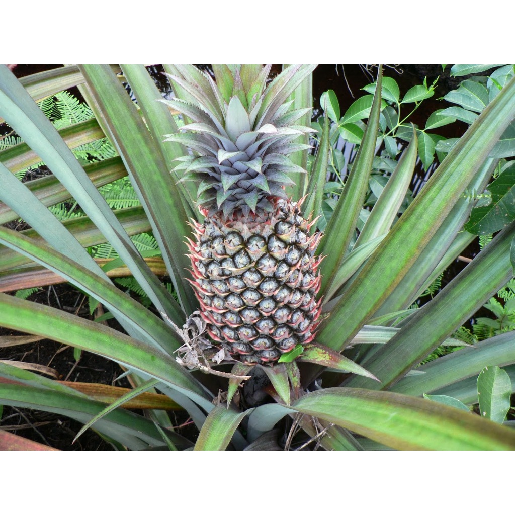 

Nanas Asam Manis cocok untuk rujak