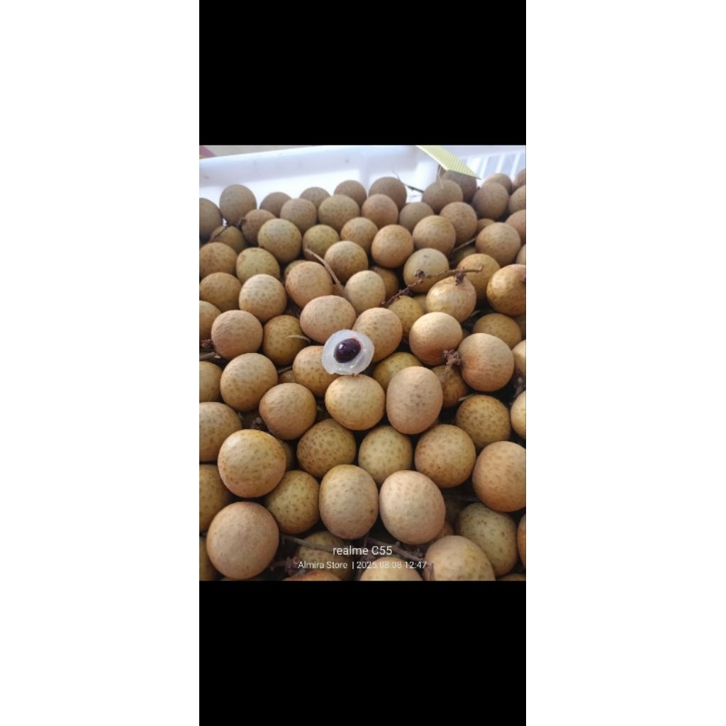 

klengkeng super daging tebal