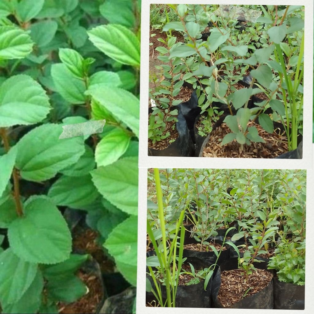 Bibit Pohon Bidara Arab.asli (tinggi 30 cm)