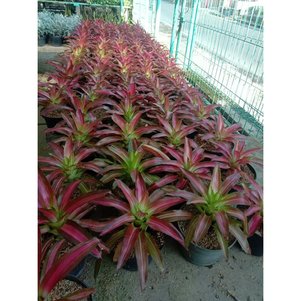 Bromelia tricolor