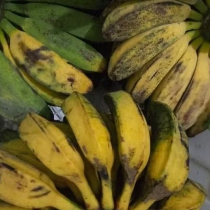 

pisang kepok satu sisir