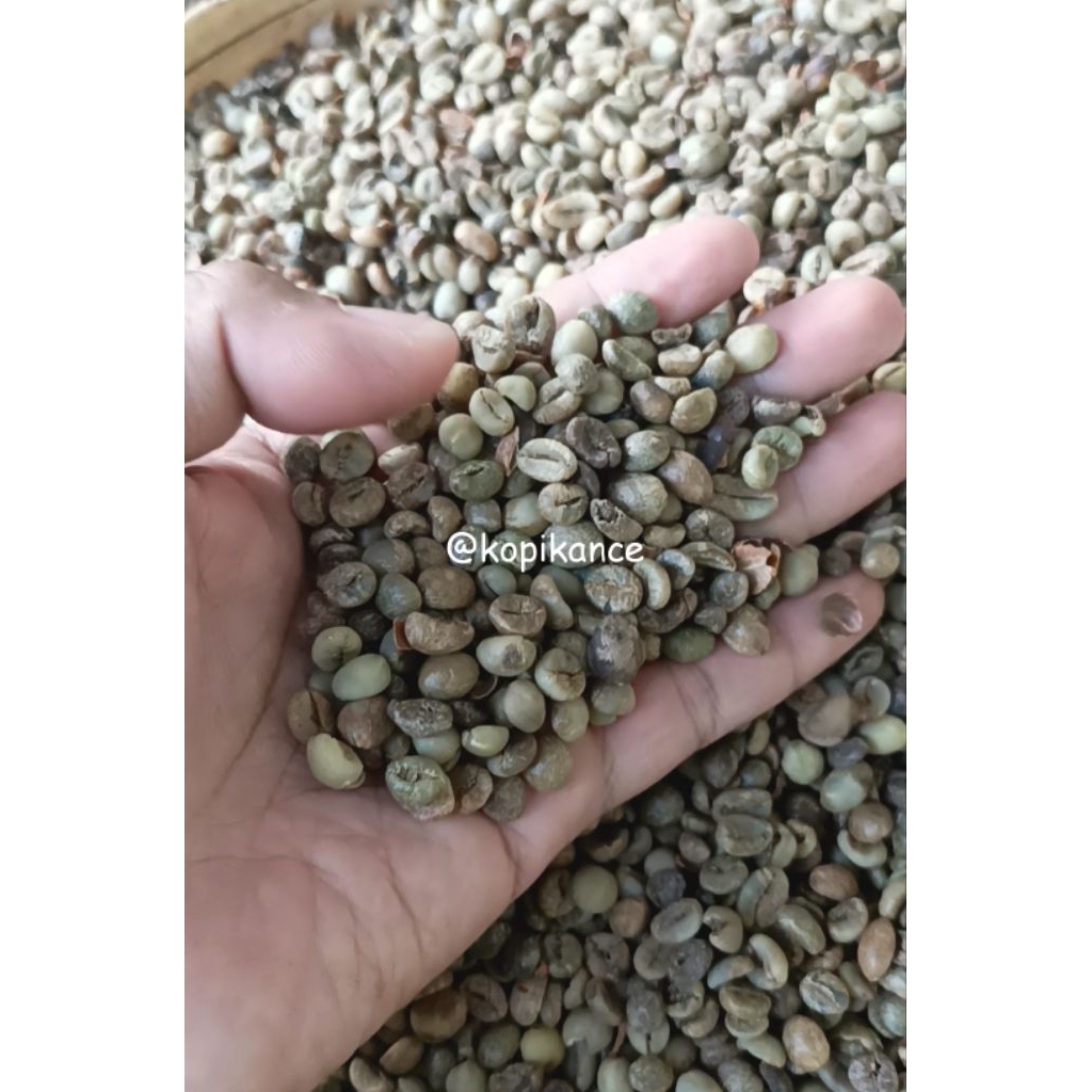 biji kopi mentah robusta no 3