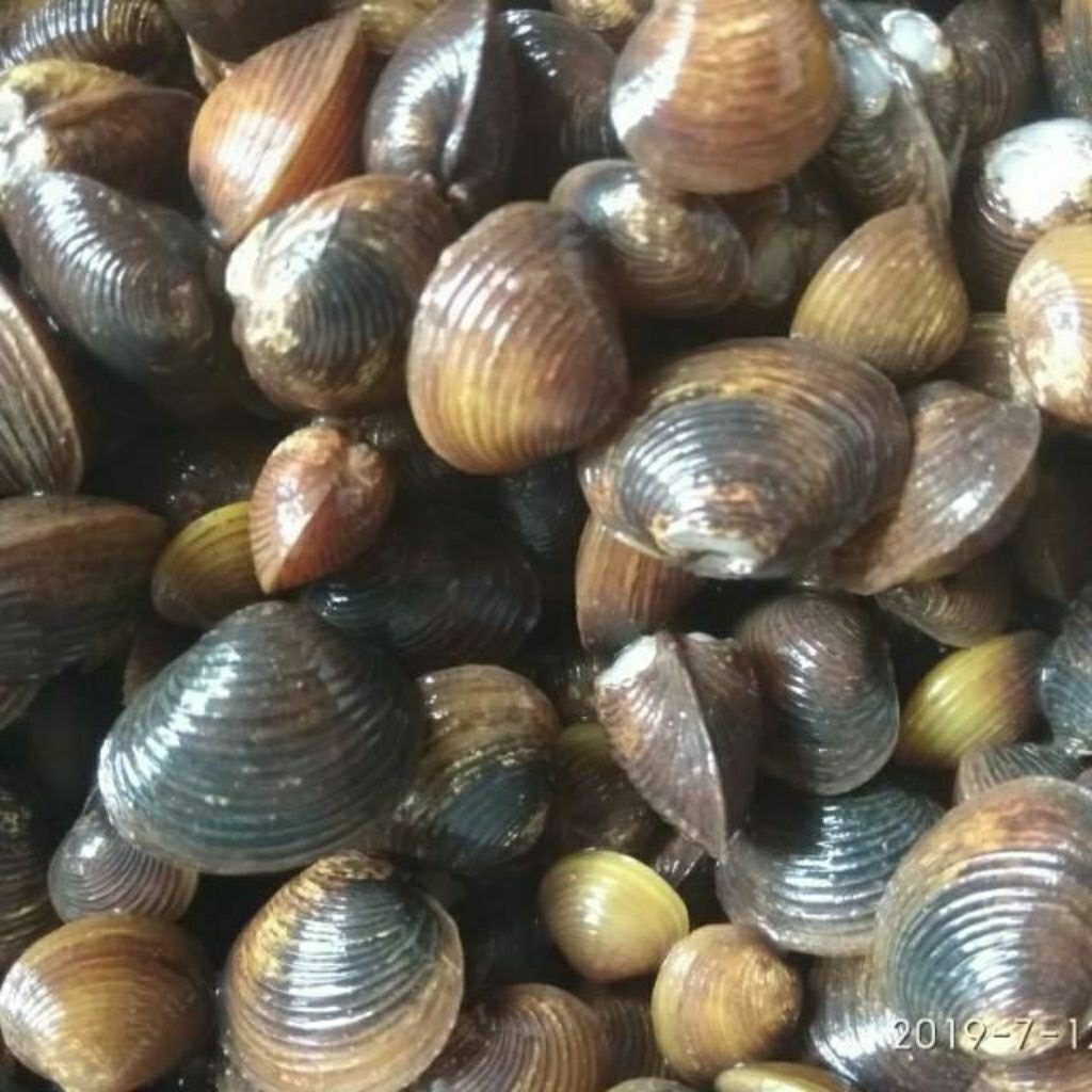 

haremis /Cece /kerang air 1kg