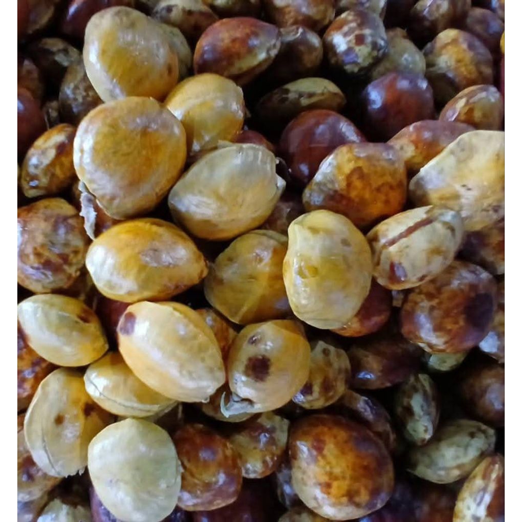 

JENGKOL Tua Buat Masak (BElUM DI KUPAS) 1kg Bersih