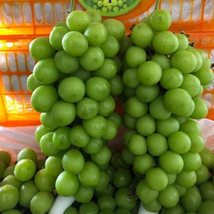 

ANGGUR MUSCAT CURAH 1 KERANJANG 6kg