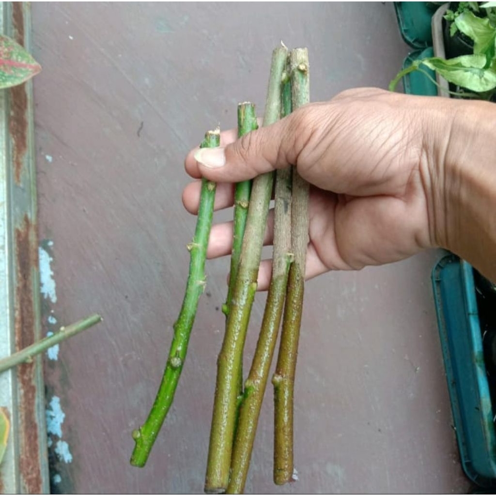 stek batang pohon Pat kua / patkua / pakkua /pak kua