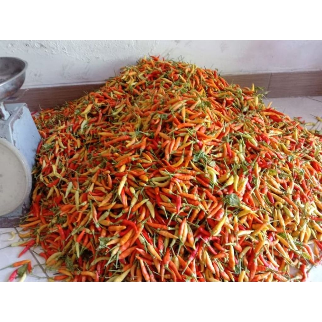 

Cabe Rawit Segar Bersih dan Fresh Super Pedas Kemasan 500 Gram