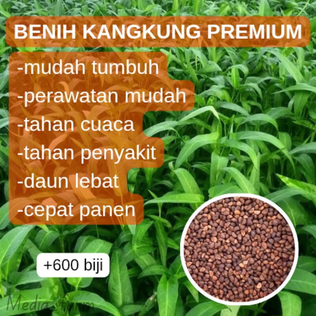 

MEDIA FARM - BENIH UNGGUL Benih Kangkung Mudah Tumbuh Berkecambah Premium Benih Biji Bibit F1 Sayur Kangkung Tanaman Sayur Daun Kangkung Tanaman Sayuran Kangkung Hijau Segar Benih Kangkung Segar Sayuran Hijau Segar Cocok untuk Kebun, Pot, atau Hidroponik