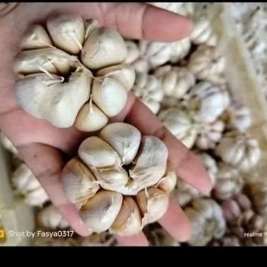 

BAWANG PUTIH KWALITAS SUPER