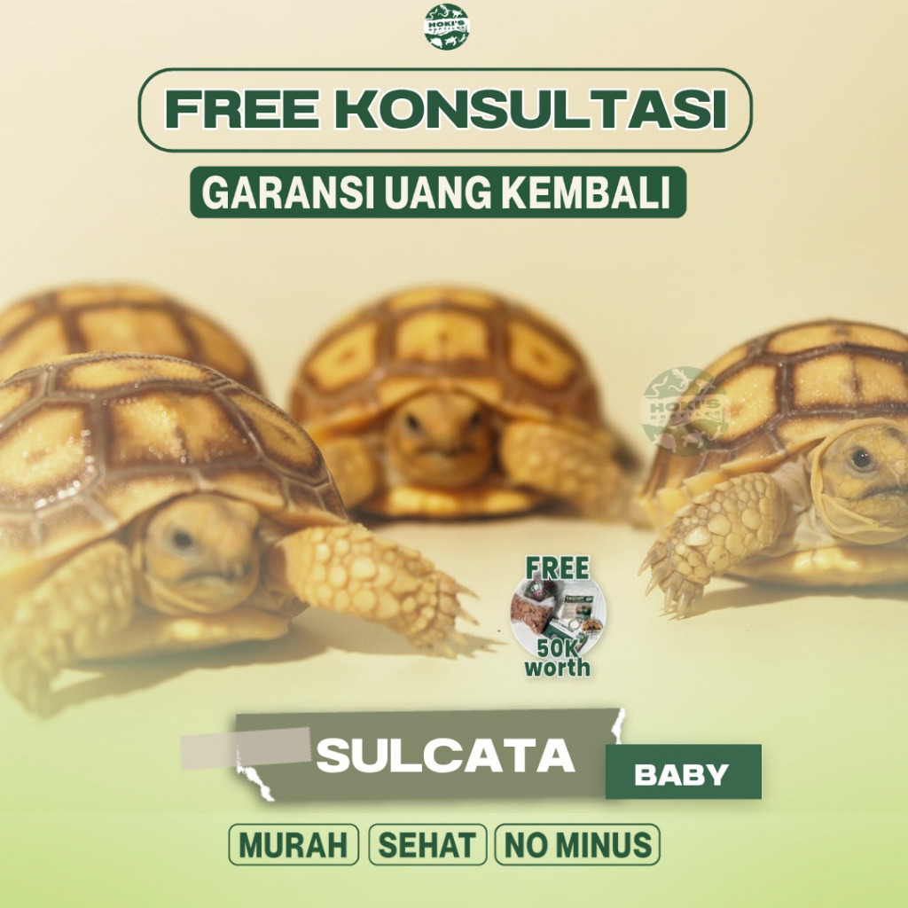 Pelet Makanan Sulcata / Sulkata Baby Grade A Sehat Rakus No Minus Garansi Baru