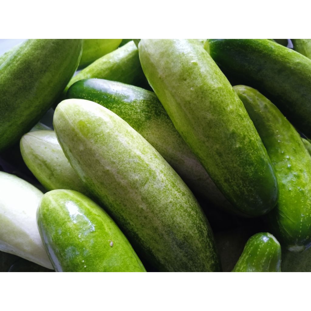 

Mentimun Super Grade A