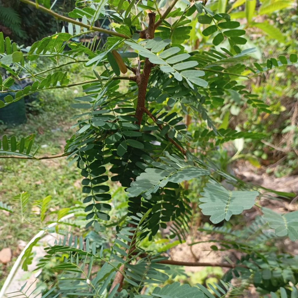 

Daun Asam Jawa Kranji Sinom petik segar
