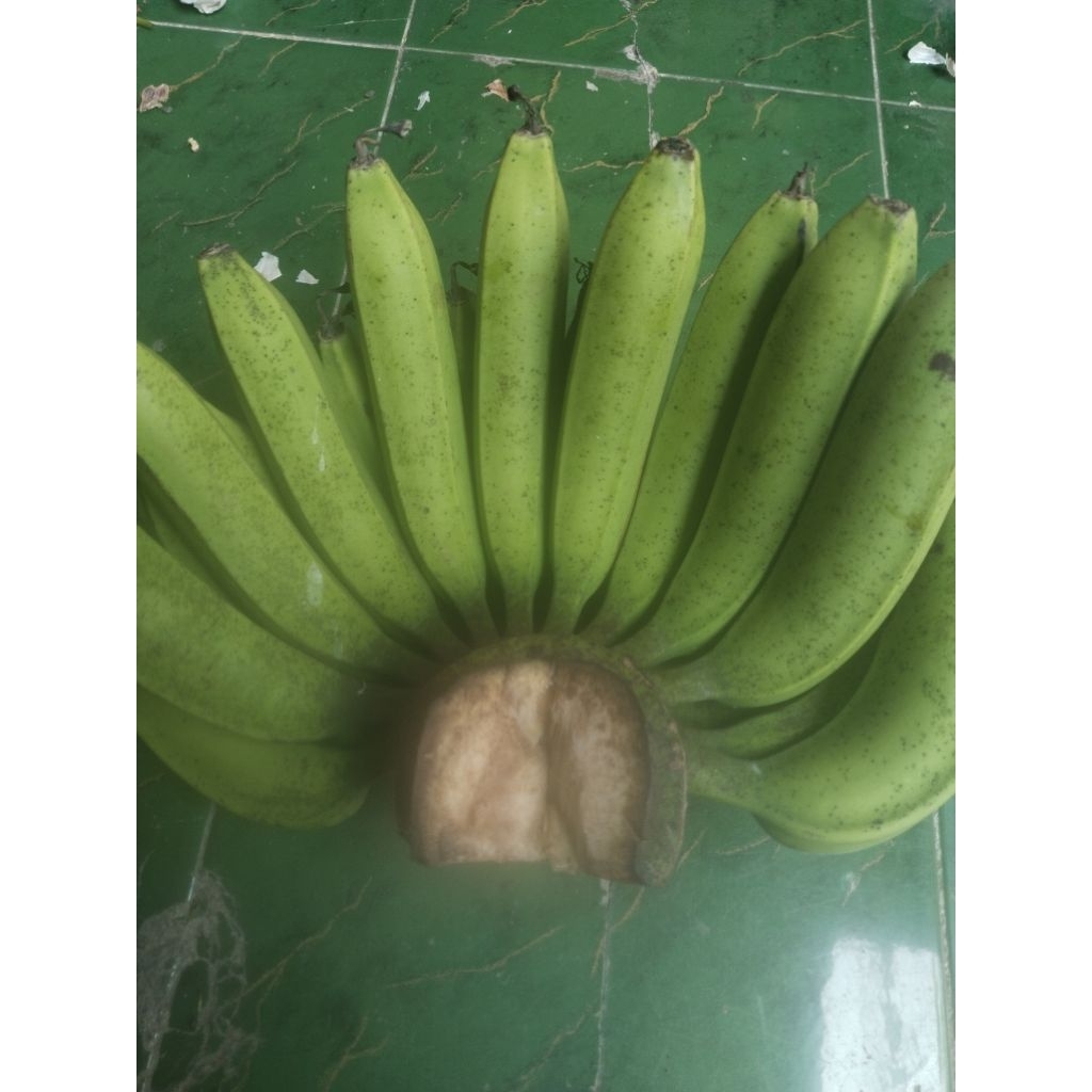 

1 sisir pisang hijau jumbo tua, berat 3,1 kg -3,5 kg.