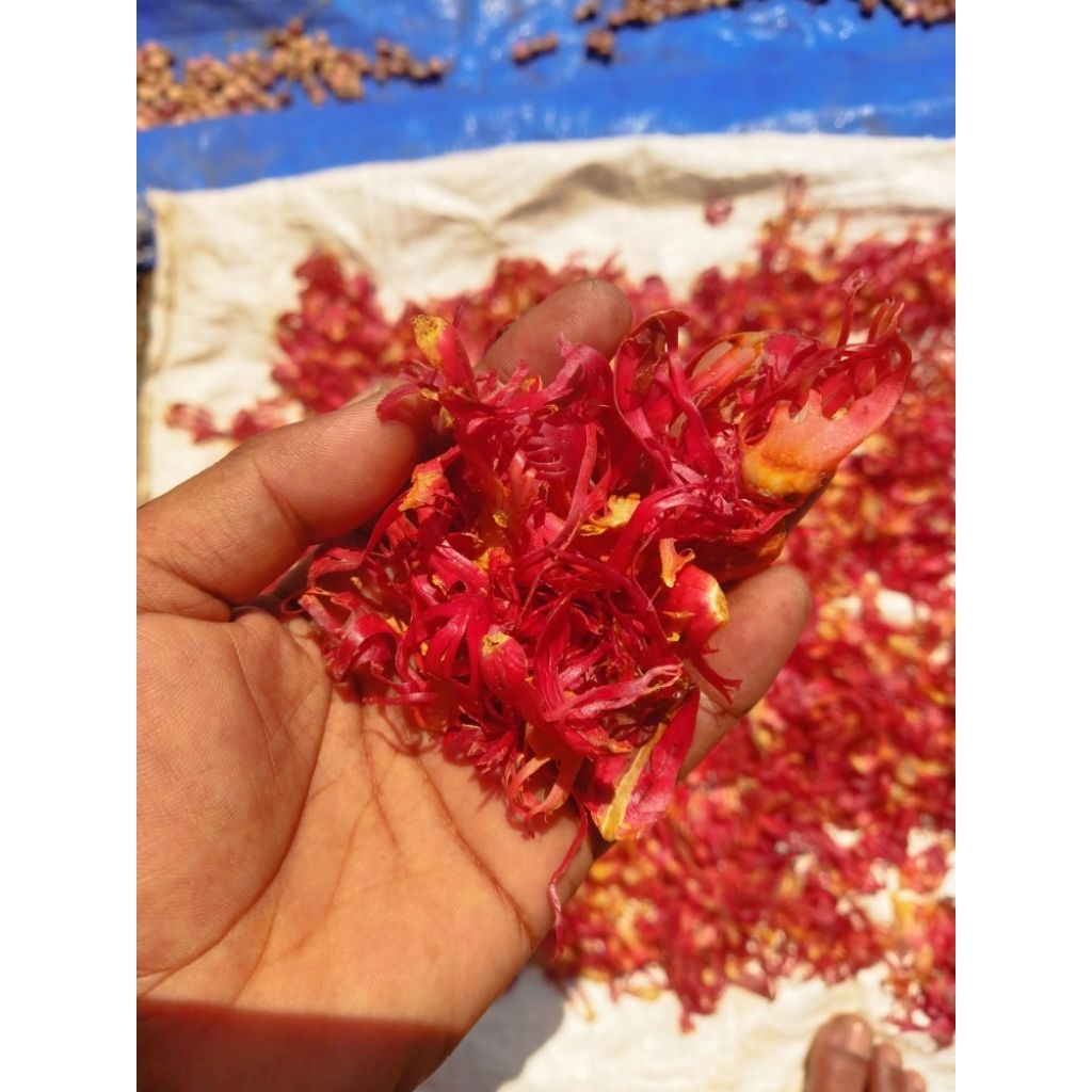 

herbal bunga pala kering /bunga pala 50 gram