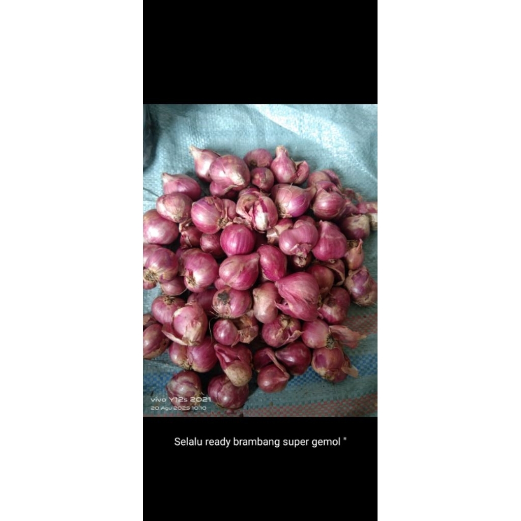 

bawang merah super