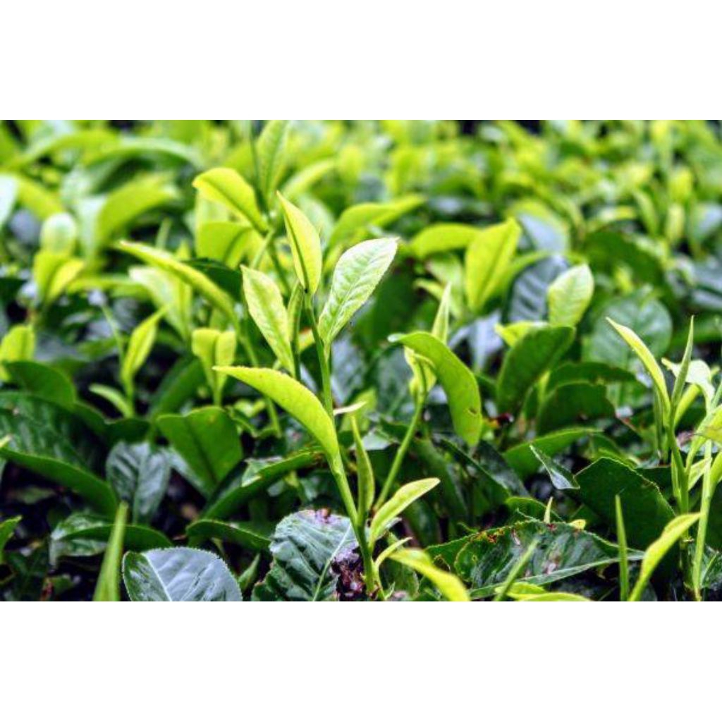 

TEH MURNI ASLI KERINCI