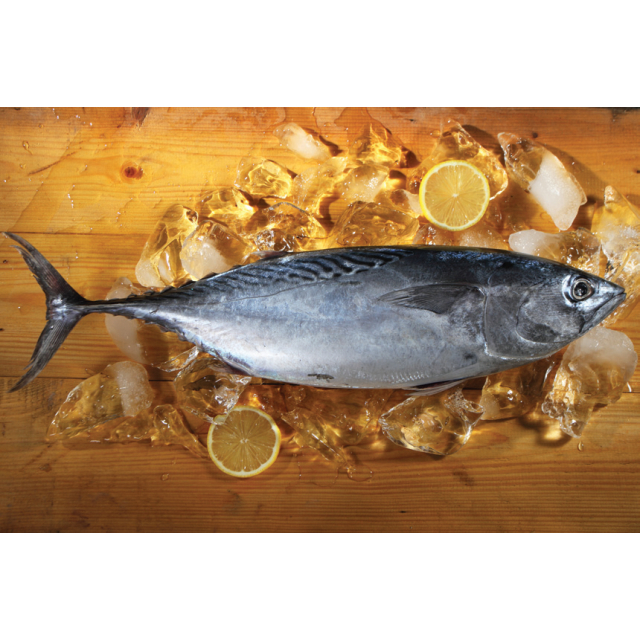 

Ikan Tongkol Segar 1 Kg (Isi 1-2 Ekor) – Fresh dari Laut