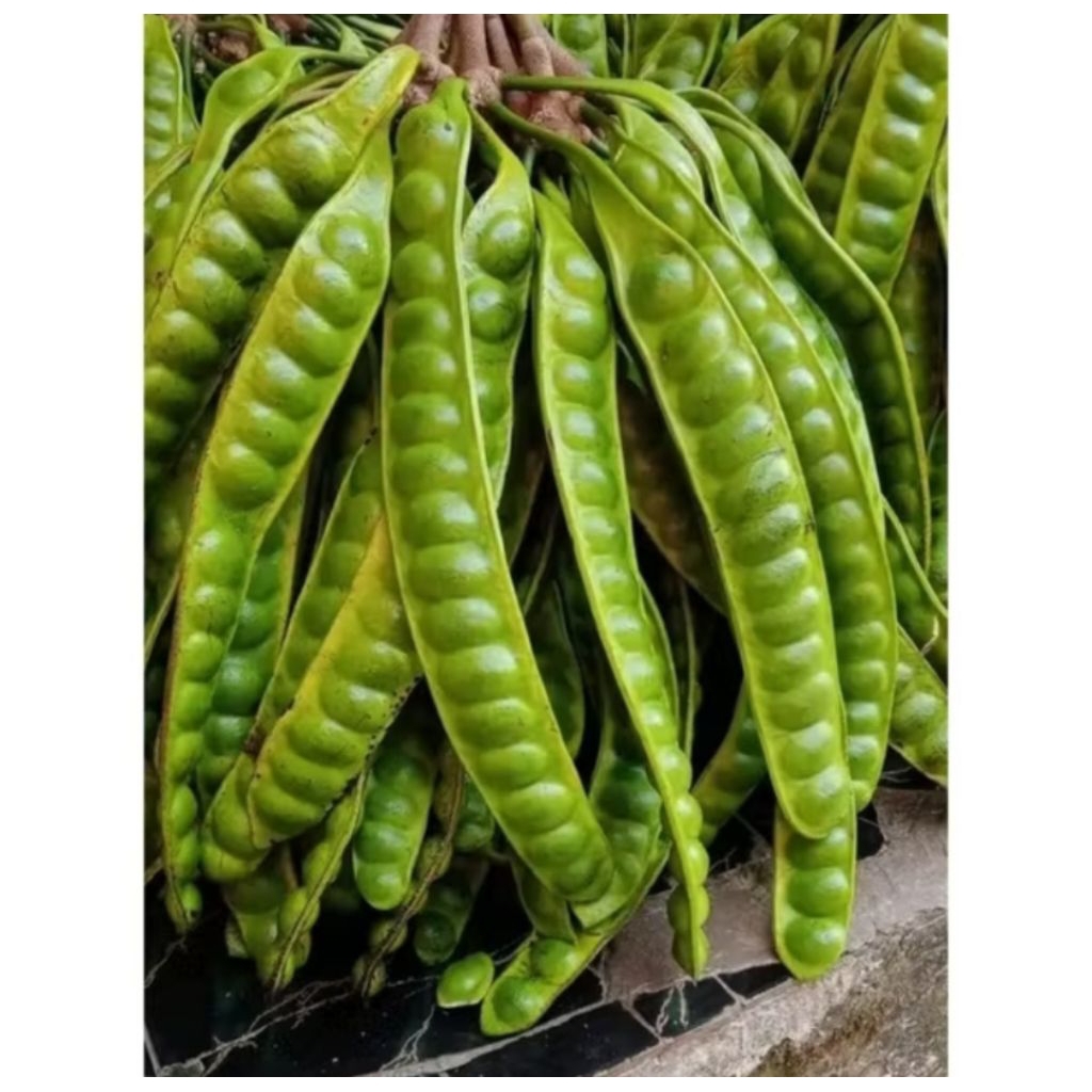 

Petai tua / Pete Segar tua – Grosir & Eceran Harga Murah Langsung Petani