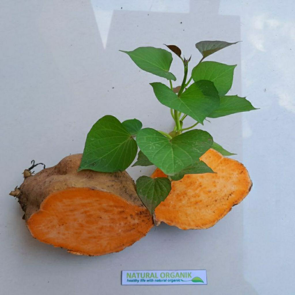 Bibit Ubi Jalar Kuning 1batang