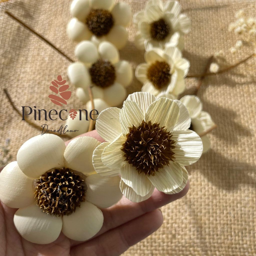 BUNGA DAISY KERING / DRIED FLOWER KK11