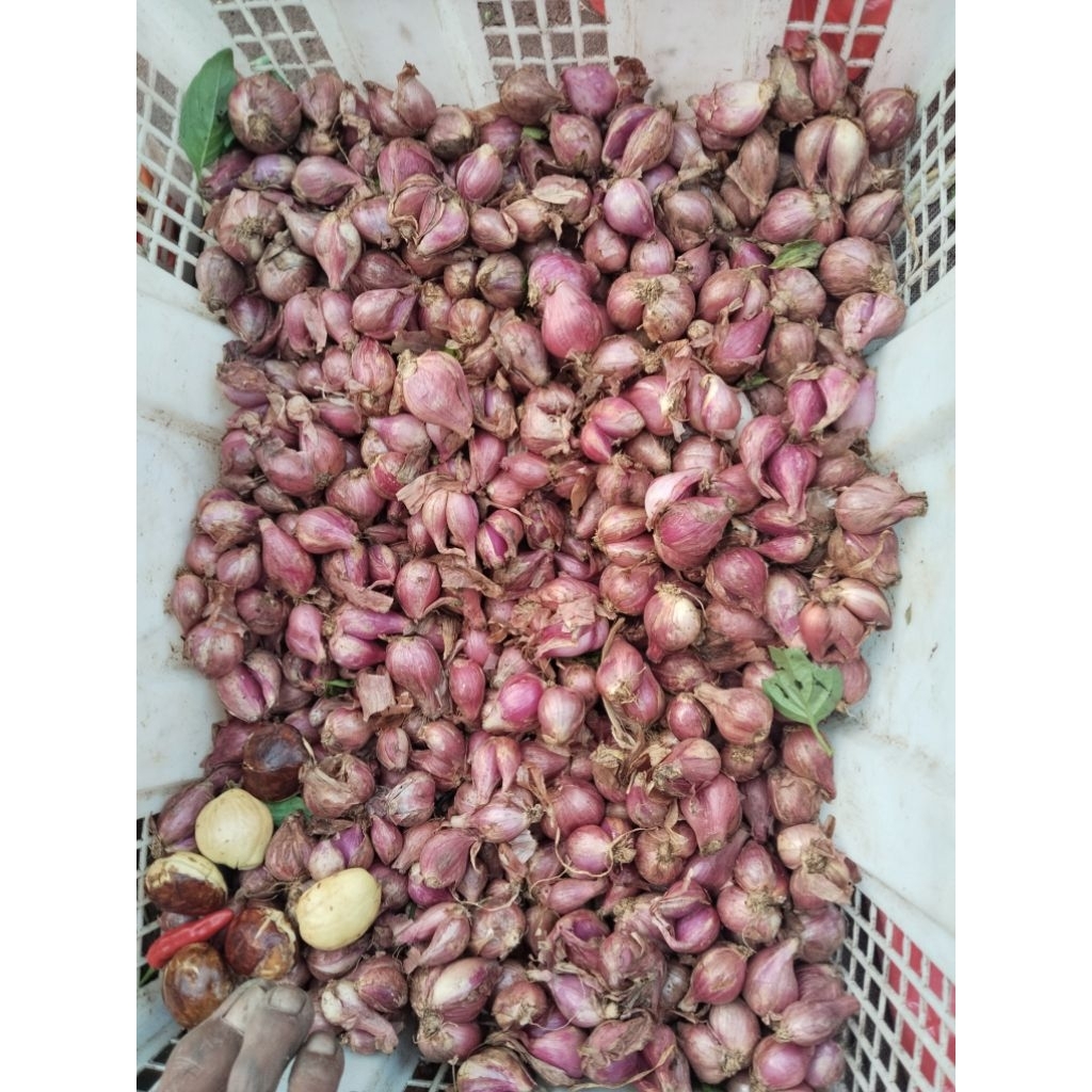 

Bawang Merah