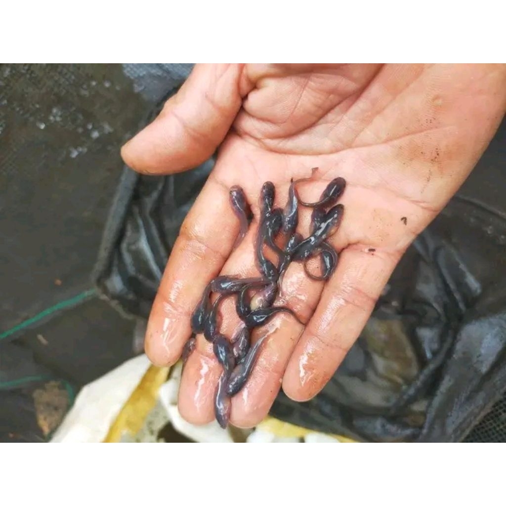 Bibit ikan lele ukuran 2-3cm paketan isi 10