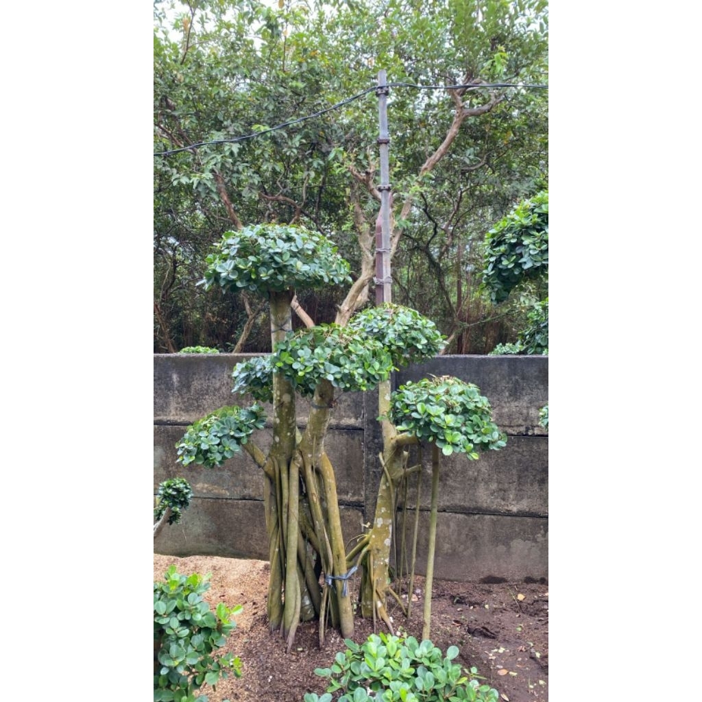 Pohon Bonsai Beringin Korea Dolar