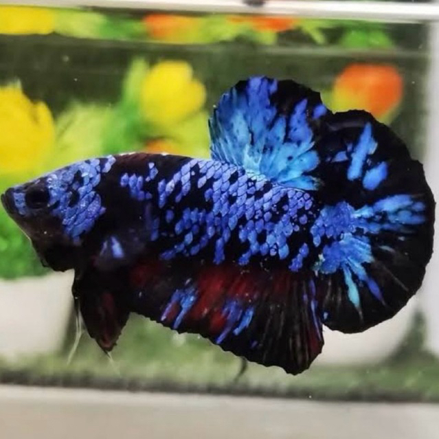 HIASAN AQUARIUM IKAN CUPANG PLAKAT AVATAR SIZE M
