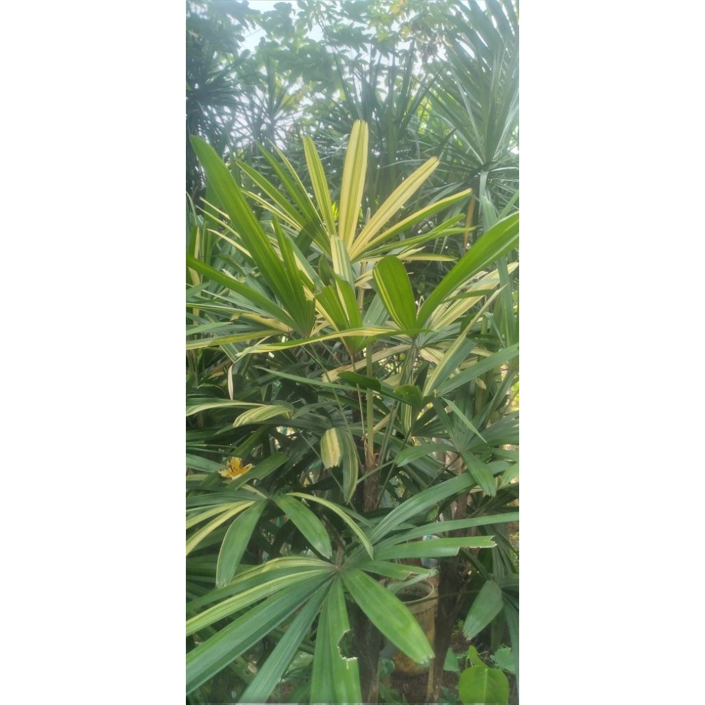 tanaman indor aoutdor palem regu varigata