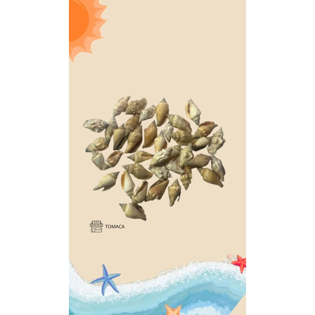 Cangkang kerang seashells/Kerang bahan prakarya/bahan kerajinan tangan/Kerang hias