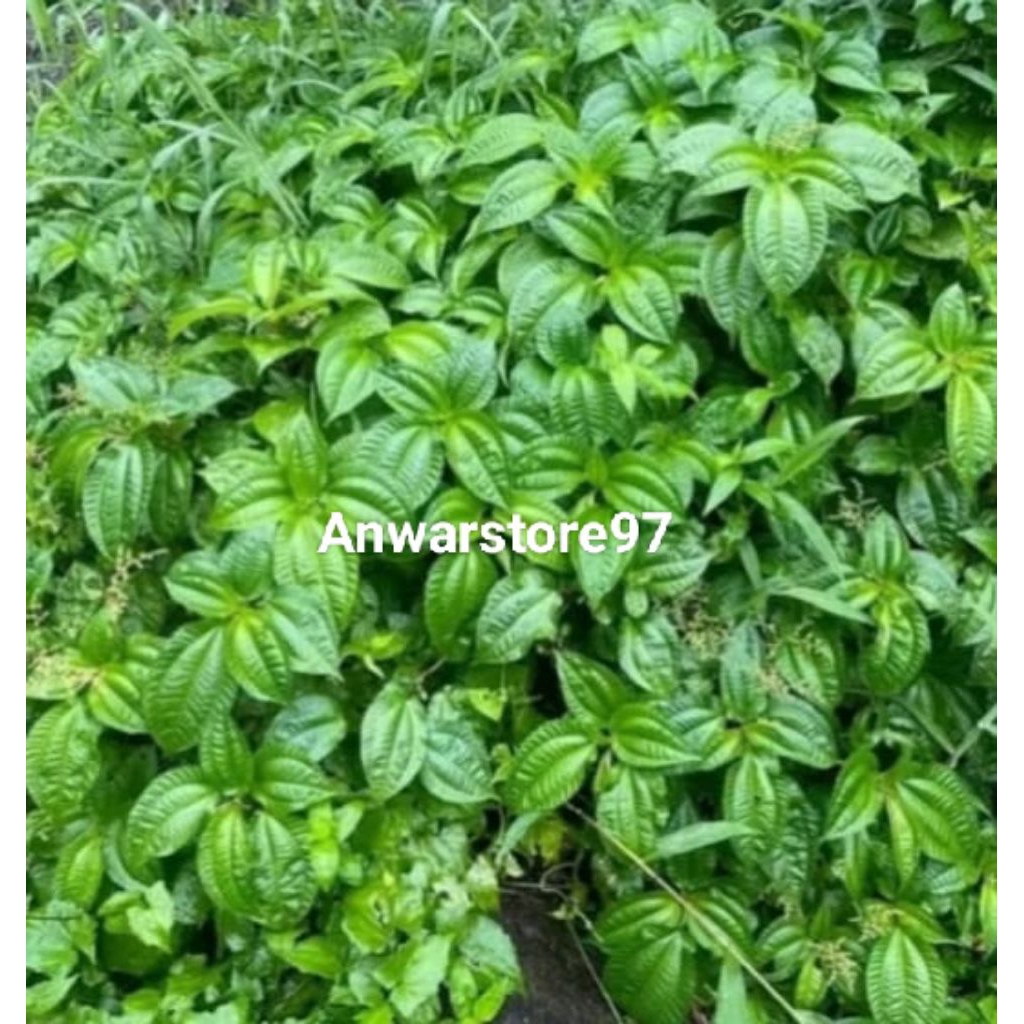 

LALAPAN DAUN POHPOHAN SEGAR 1KG