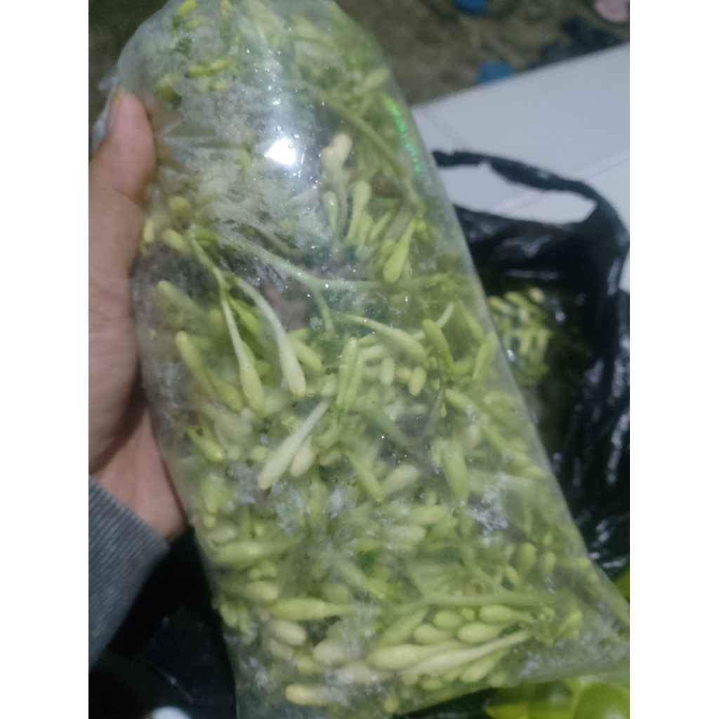 

bunga pepaya