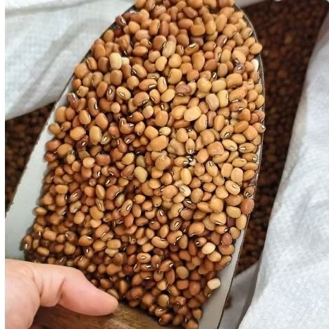 

kacang Tolo / kacang merah Tunggak / angtew /angtau fungtheu