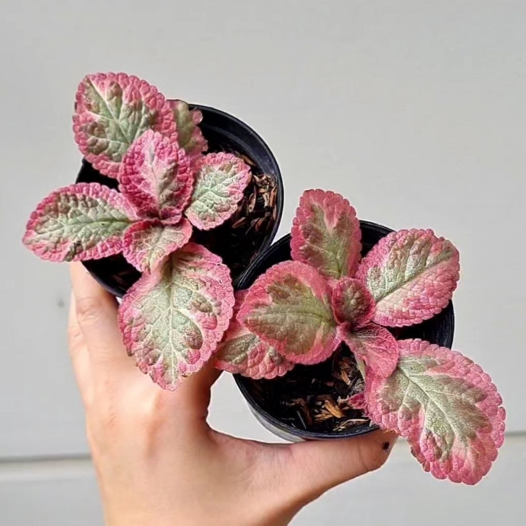 Episcia cleopatra