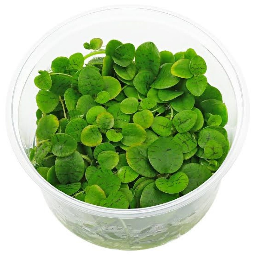 Tanaman Apung Aquascape Aquarium - Amazon Frogbit