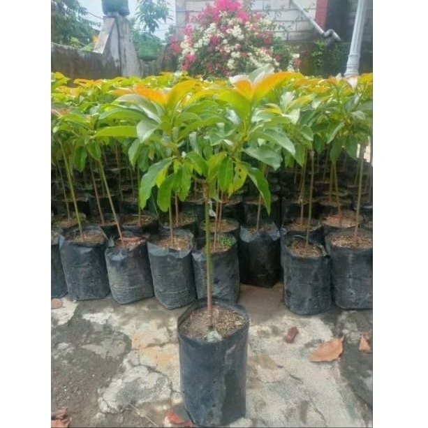 

Alpukat Mentega Asli Okulasi | Tinggi 50 CM