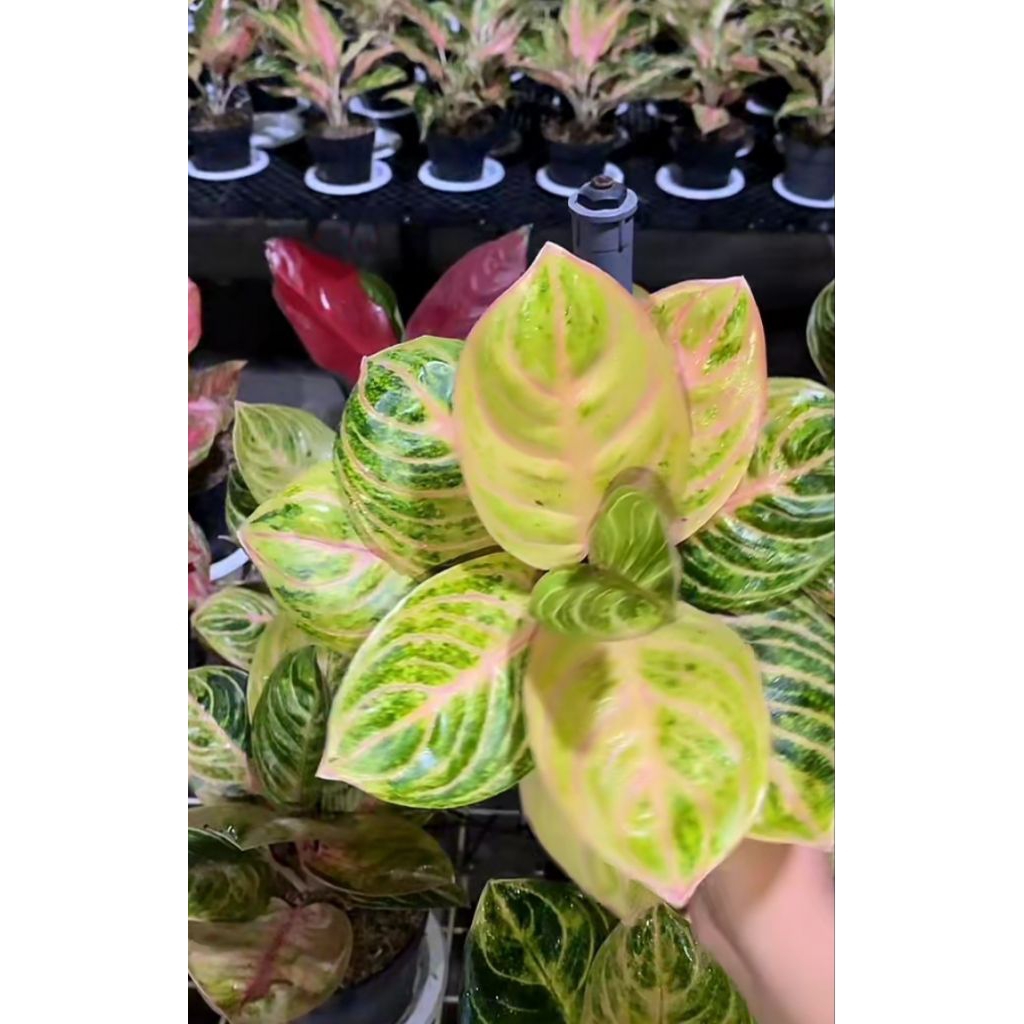 PROMO Aglonema Rinjani dewasa