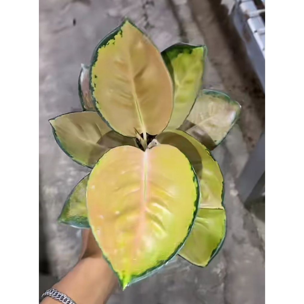 PROMO Aglonema sultan Brunei (SB) Dewasa