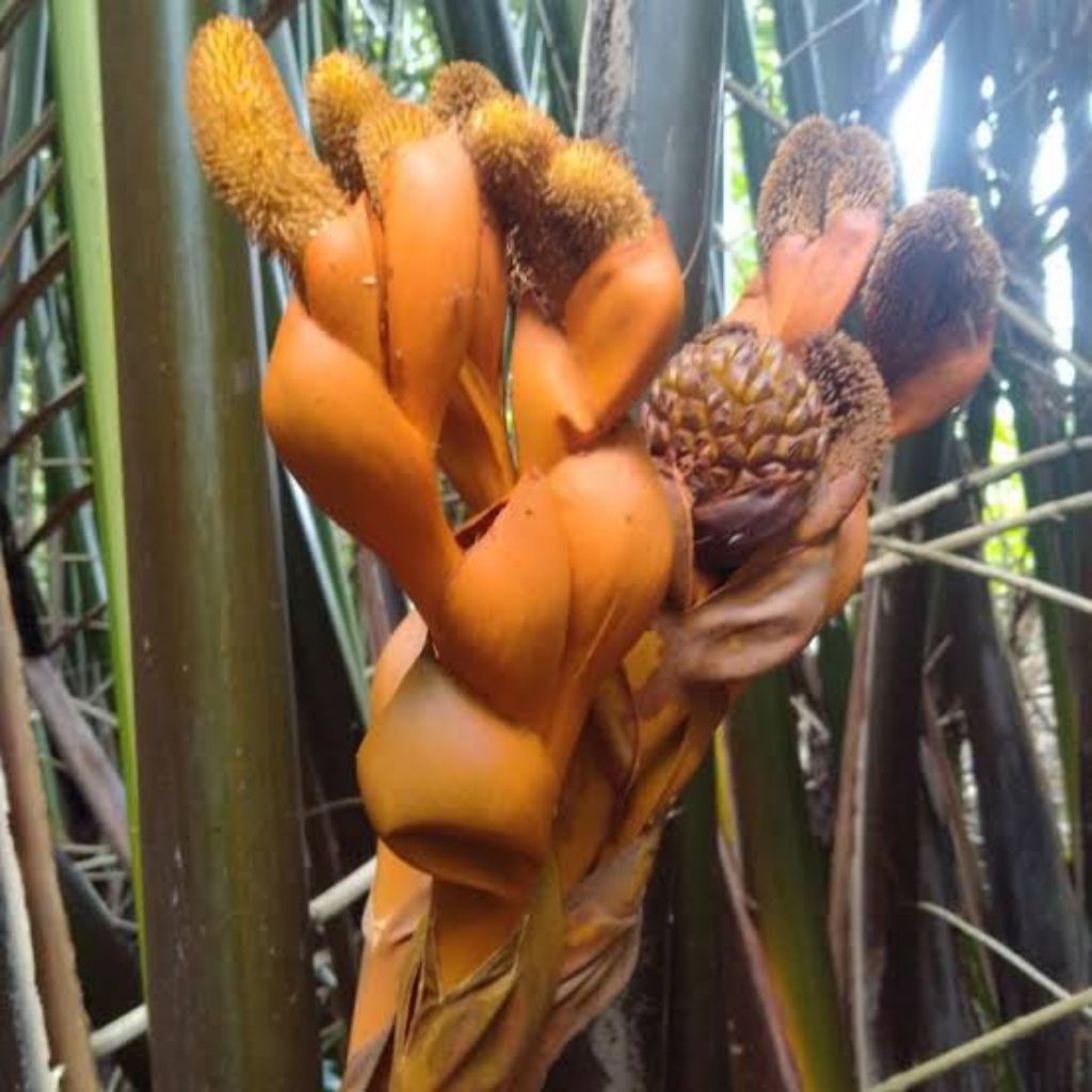 Bunga Nipah/Rebung Nipah 1PCS