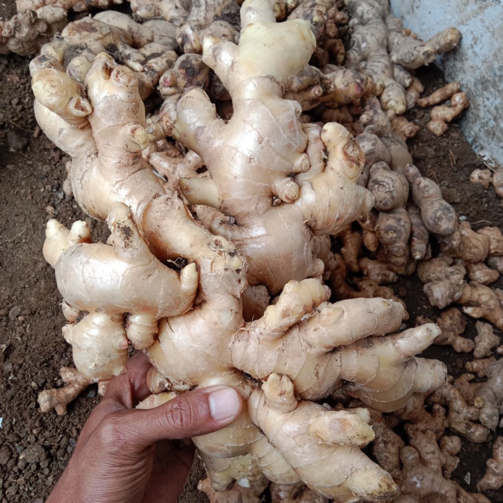 

jahe gajah/rempang jahe bersih 1kg