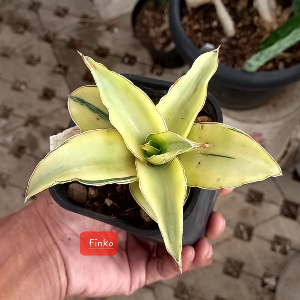 sansevieria kimayo variegata