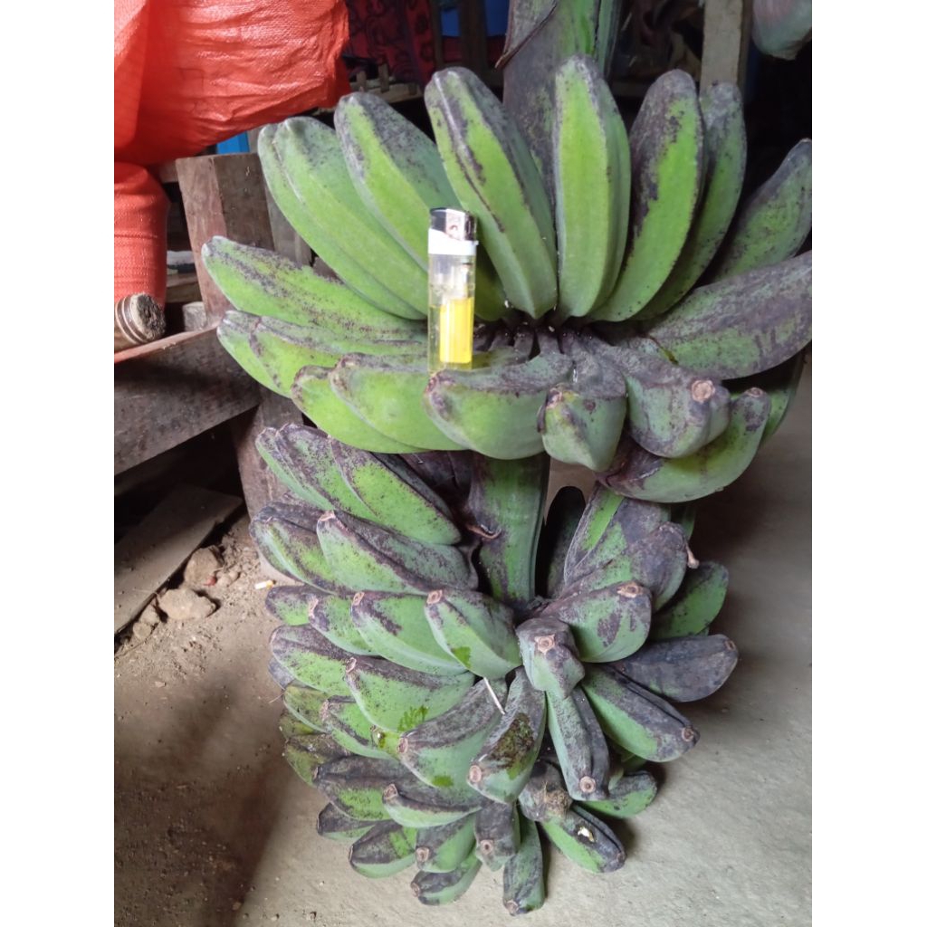 

Pisang Kepok Organik Fresh Alami 1 Kg + Pisang Kepok Sobo Musa Acuminata Balbisiana Colla Pisang Goreng Pisang Kepok Fresh Alami