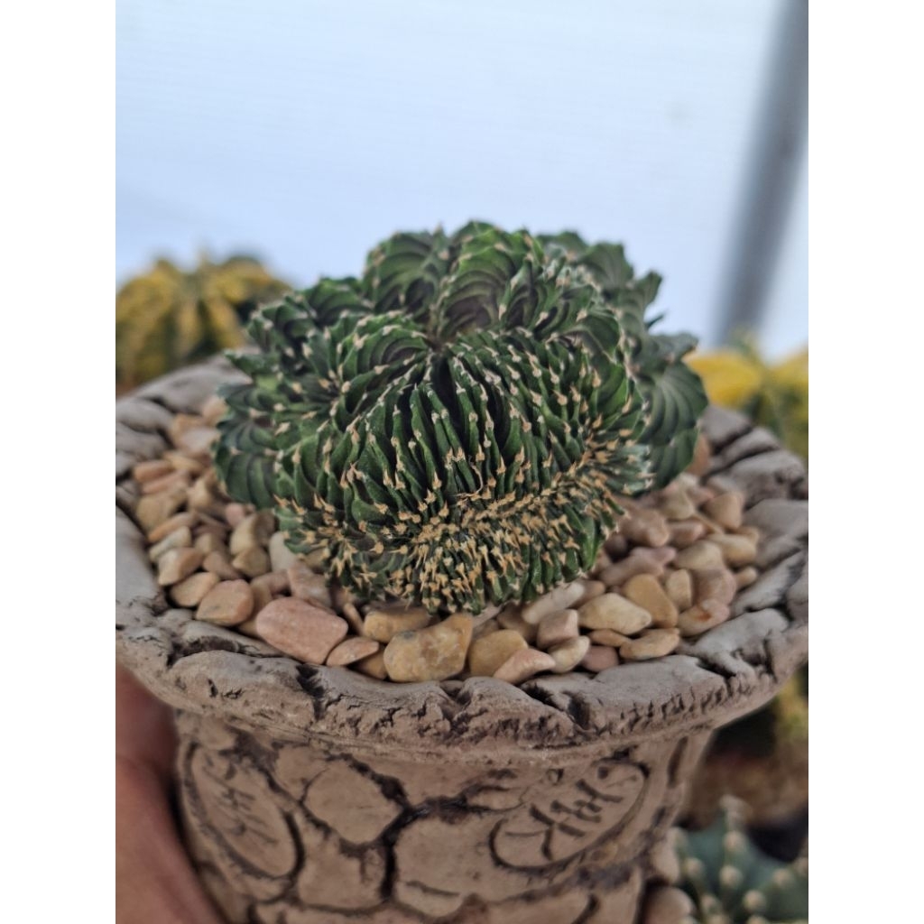 Kaktus LB 2178 kristata