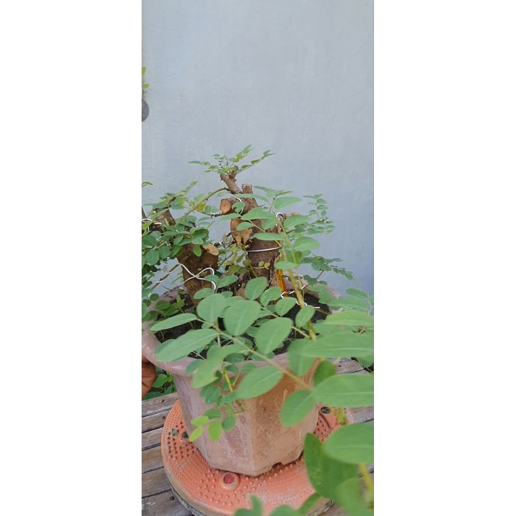 bonsai ileng ileng realpick