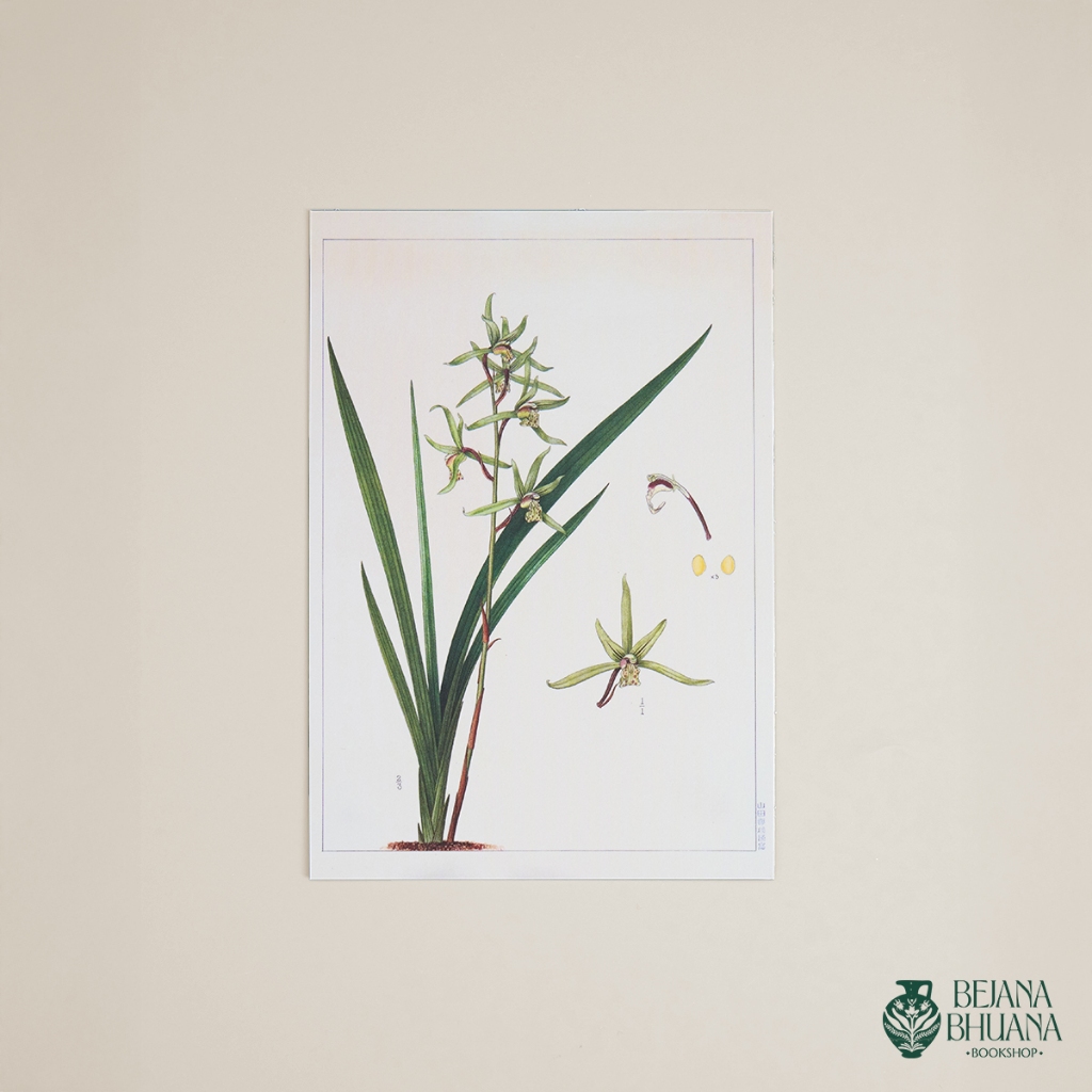 

ORCHID POST CARD | ANGGREK POST CARD | JAPAN POST CARD | TYPE 2