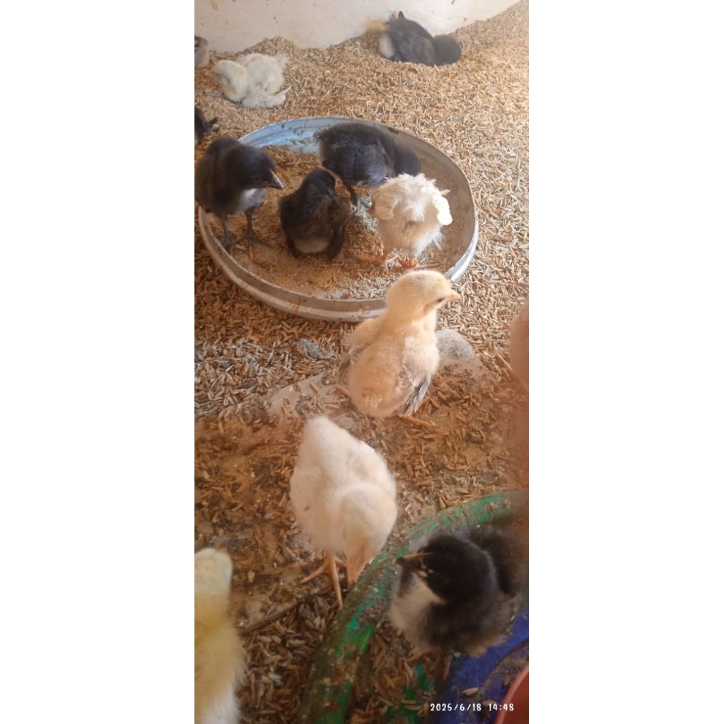Ayam Kampung Yudistira AKY( 1minggu) Parent Stock