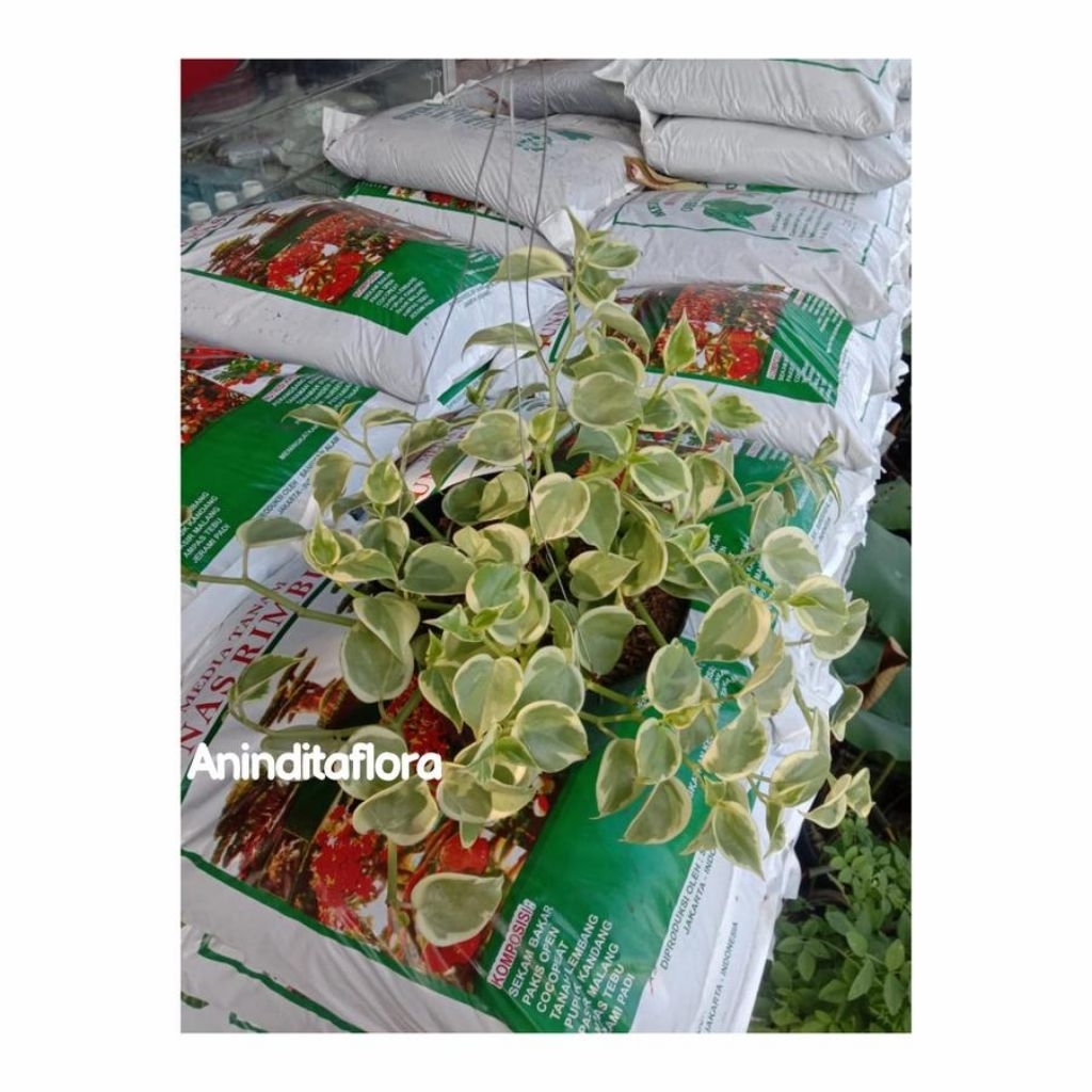 tanaman hias terang bulan/tanaman gantung terang bulan