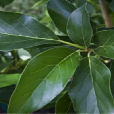 

DAUN ALPUKAT SEGAR 100LEMBAR MURAH, OBAT HERBAL, OBAT TRADISIONL, OBAT ALAMI DI PETIK LANGSUNG SAAT ORDERAN MASUK