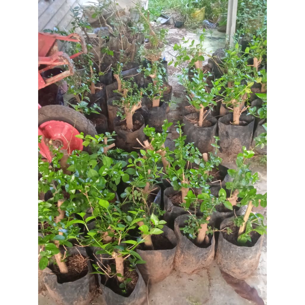 sancang bonsai sancang mini hasil cangkok bahan bogel